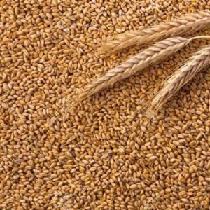 Golden Milling Wheat